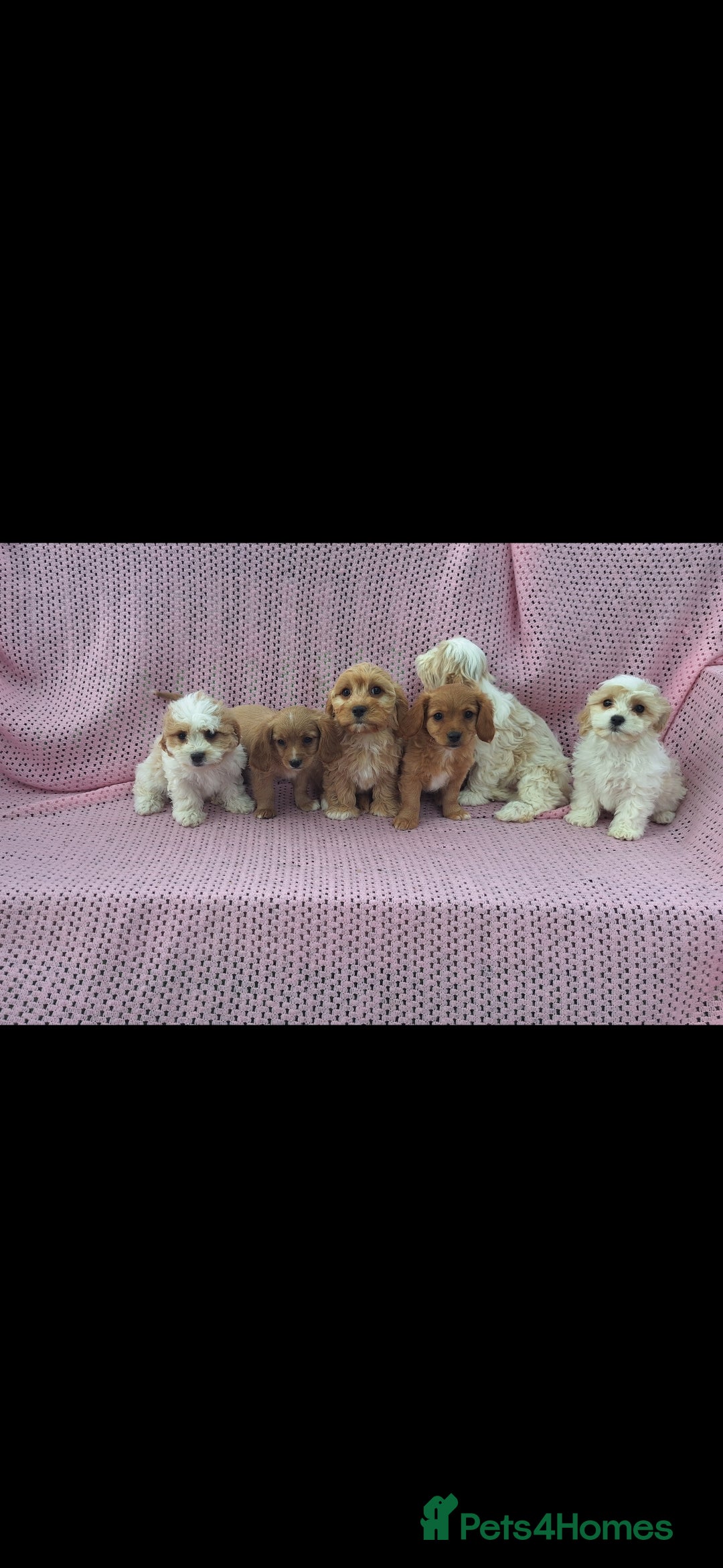 Cavachon dogs for sale: Cavachon Puppies for sale - Image 1