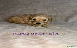 Cavapoo dogs for sale: Beautiful F1 Cavapoo Puppies  - Image 7