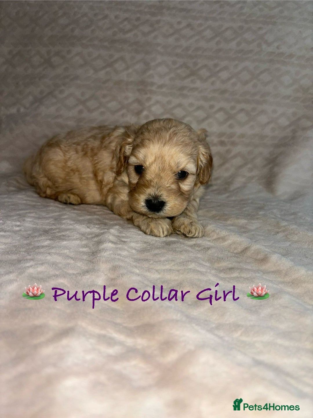 Cavapoo dogs for sale: Beautiful F1 Cavapoo Puppies  - Image 7