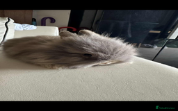 Lionhead rabbits for sale: Beautiful fluffy pure bred lion heads - Image 6