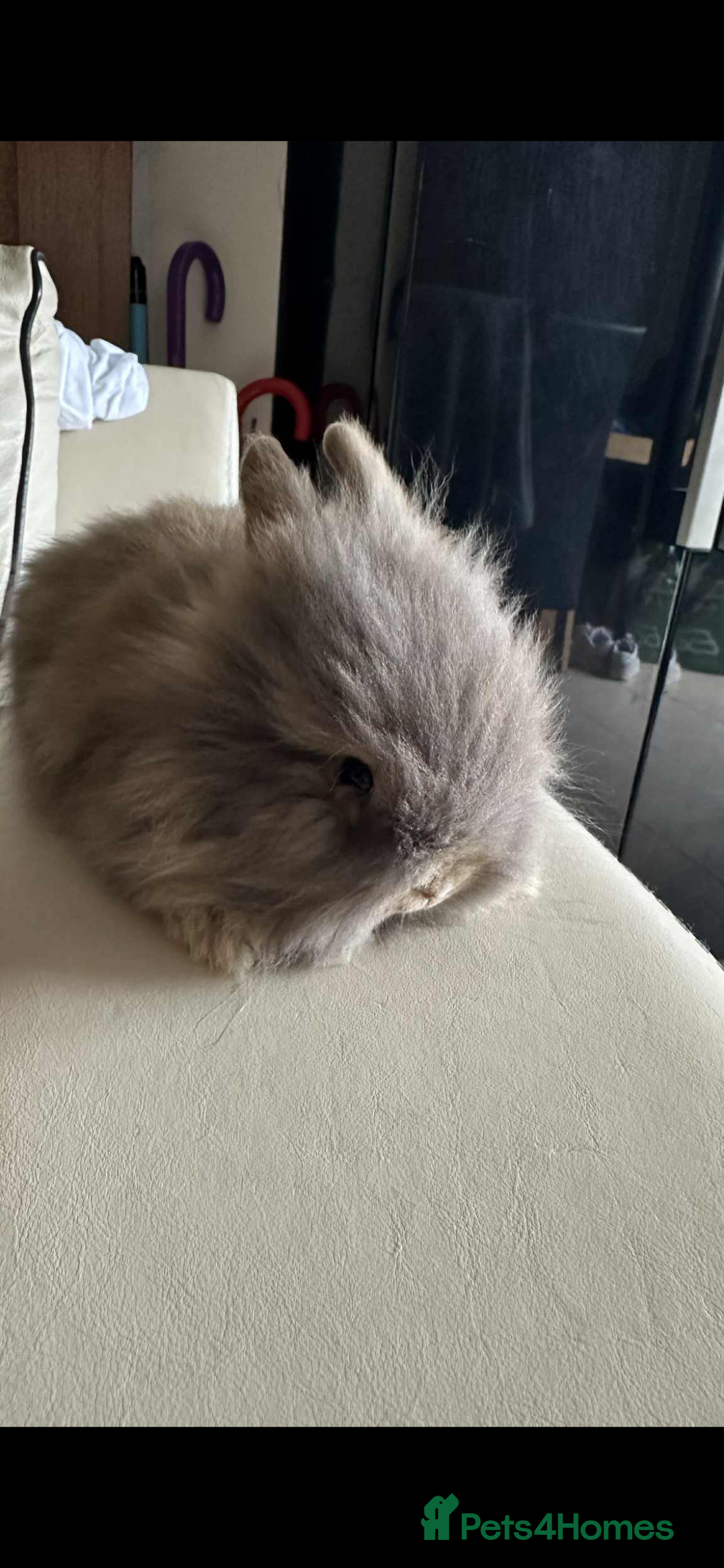 Lionhead rabbits for sale: Beautiful fluffy pure bred lion heads - Image 6