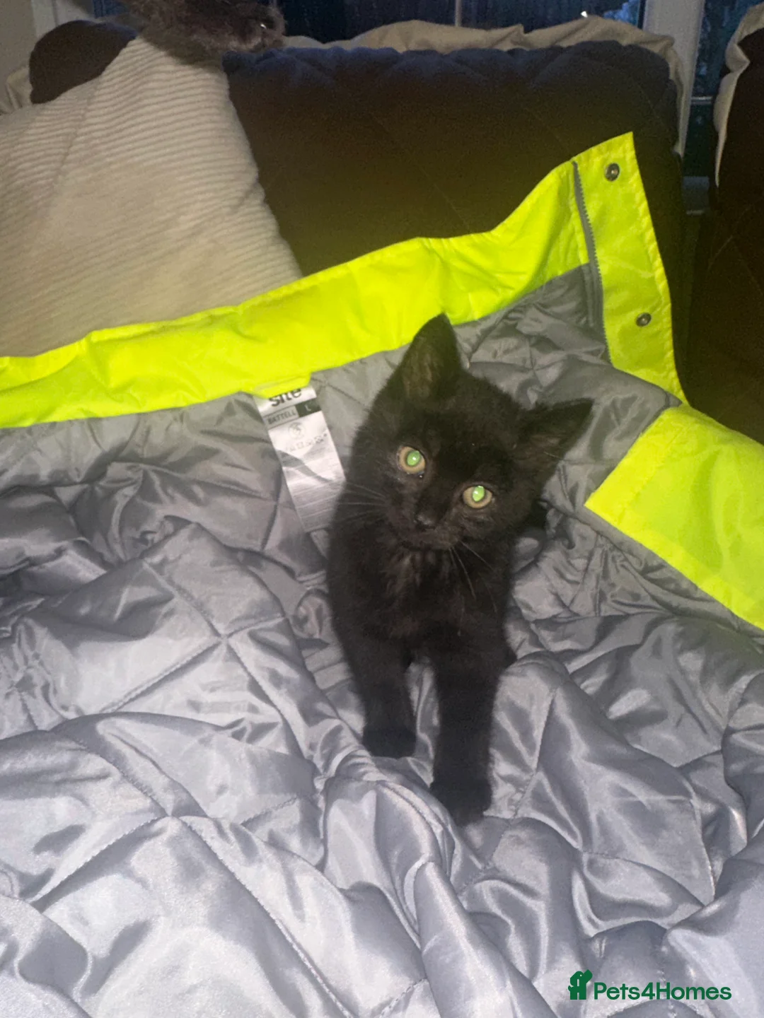 Mixed Breed cats for sale: 2 very loving kittens for sale  - Advert 3