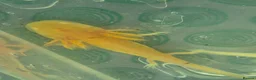 Axolotl reptiles for sale: Range of baby axolotls, hets known - Advert 5