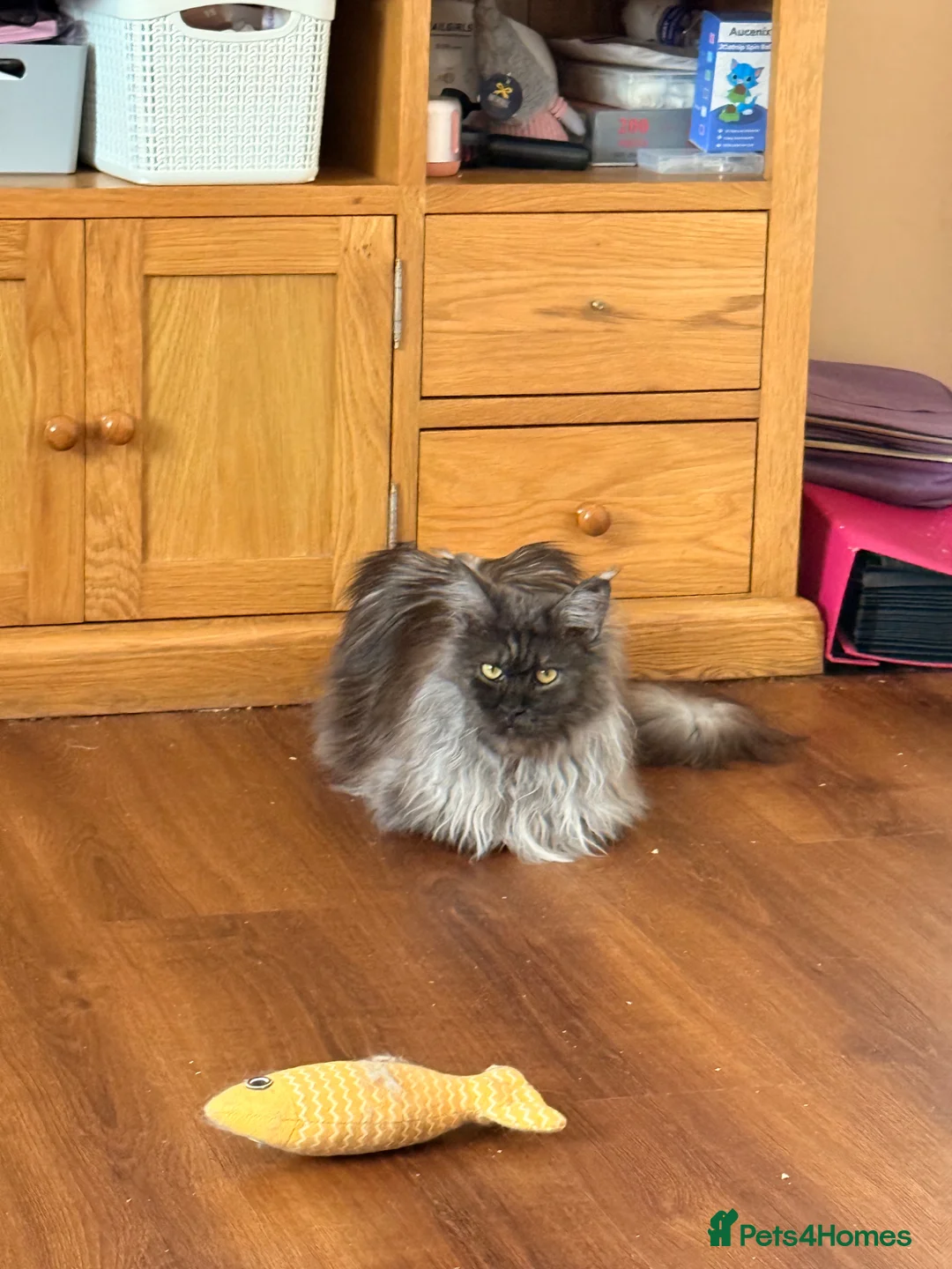 Maine Coon cats for sale: Retired Queen TICA registered - Advert 2