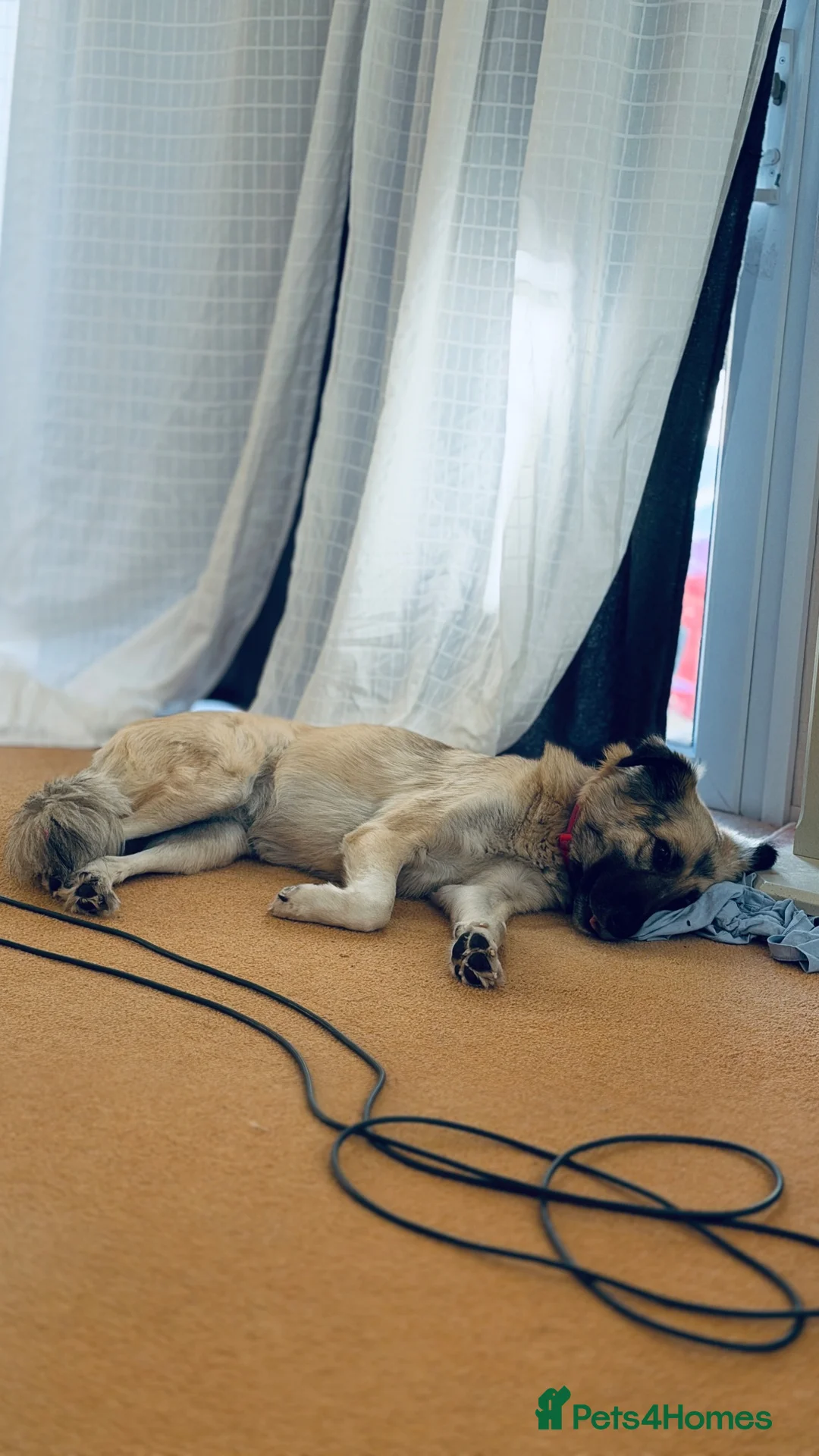 Anatolian Shepherd dogs for sale: Anatolian Shepherd in Gloucester - Advert 2