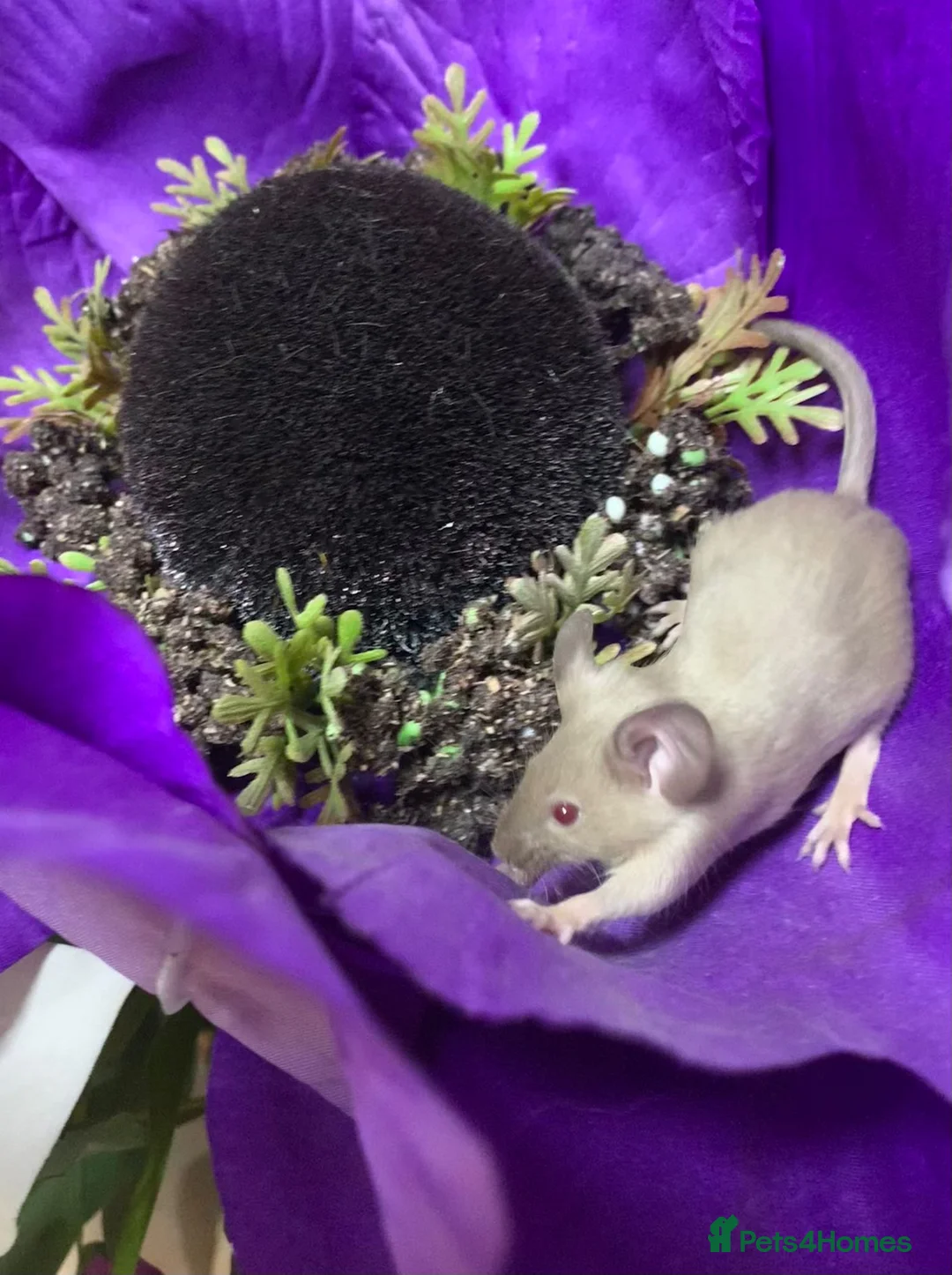 Mouse rodents for sale: Friendly fancy mice - Advert 5