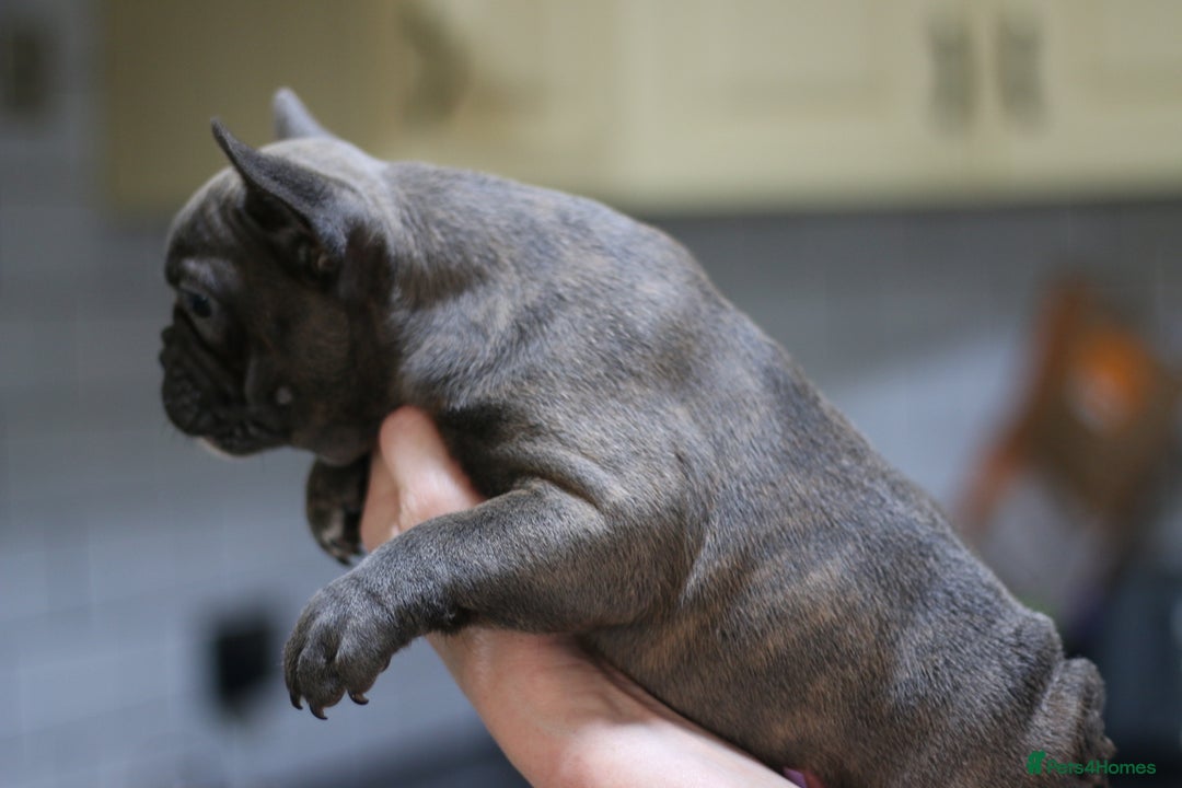 French Bulldog dogs for sale: French Bulldog Puppies Looking for Loving Homes - Advert 14