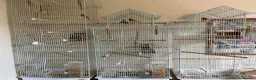 Finches birds for sale: Australian finches - Advert 1