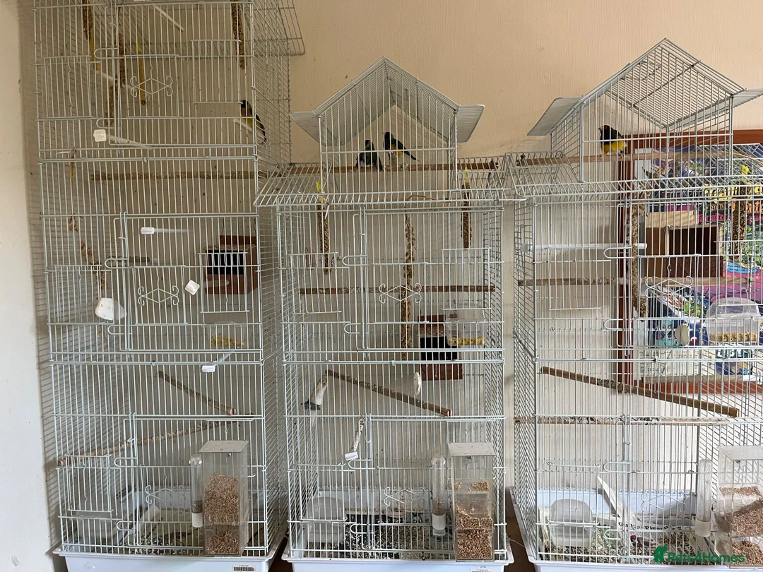 Finches birds for sale: Australian finches - Advert 1