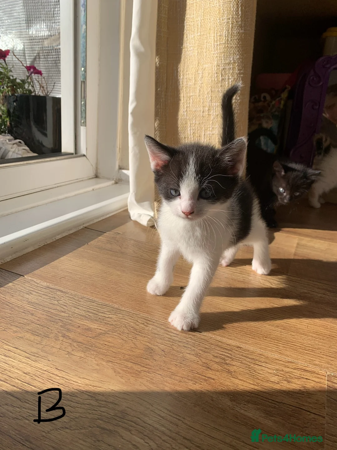 European cats for sale: three girl kittens and two boy kittens - Advert 2