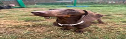 Miniature Dachshund dogs for sale: Miniature Dachshund for Rehome - Advert 9