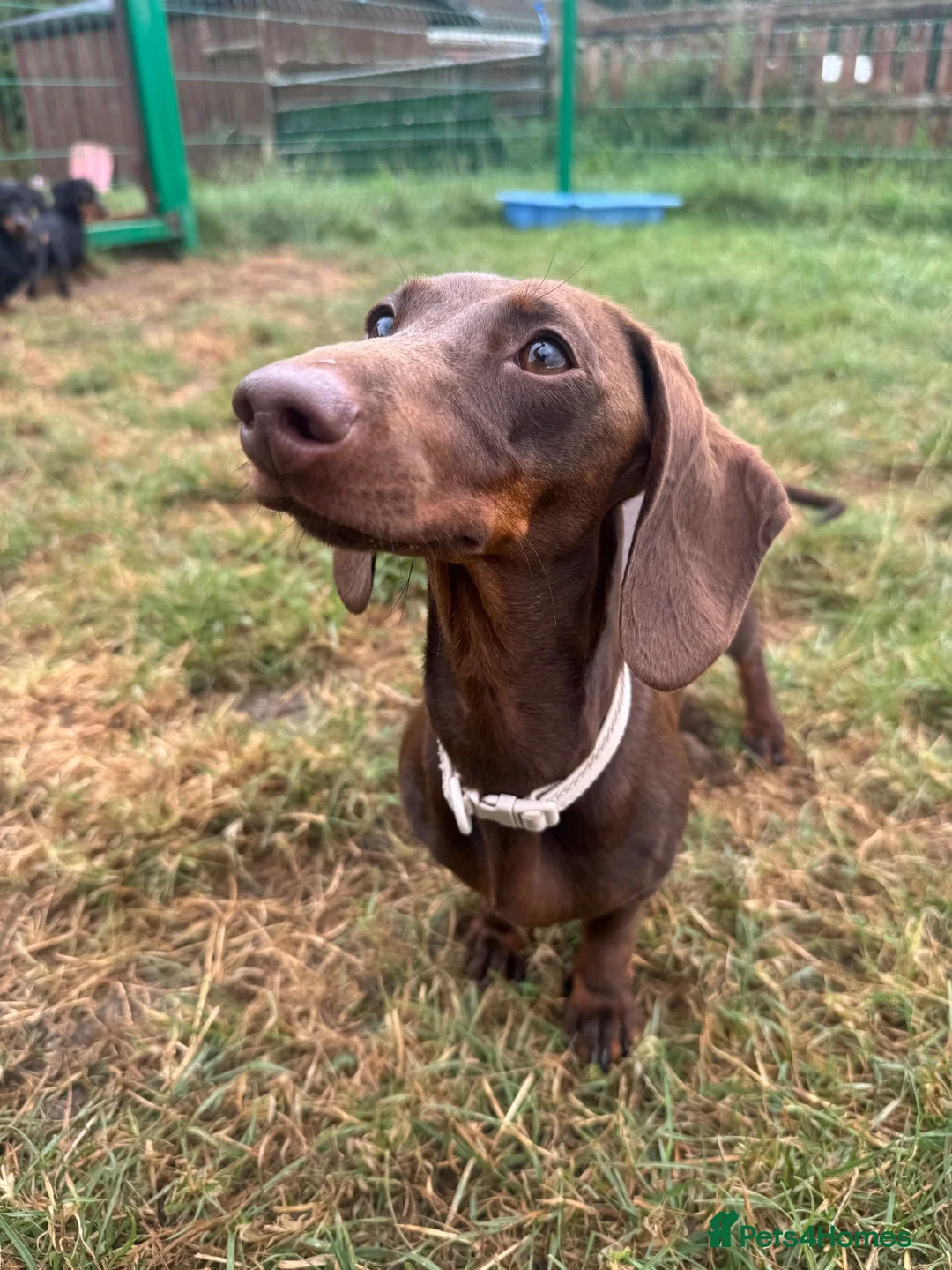 Miniature Dachshund dogs for sale: Miniature Dachshund for Rehome - Advert 9