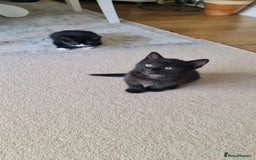 Domestic Shorthair cats for sale: Why nobody wants us? 😞😿 - Image 8