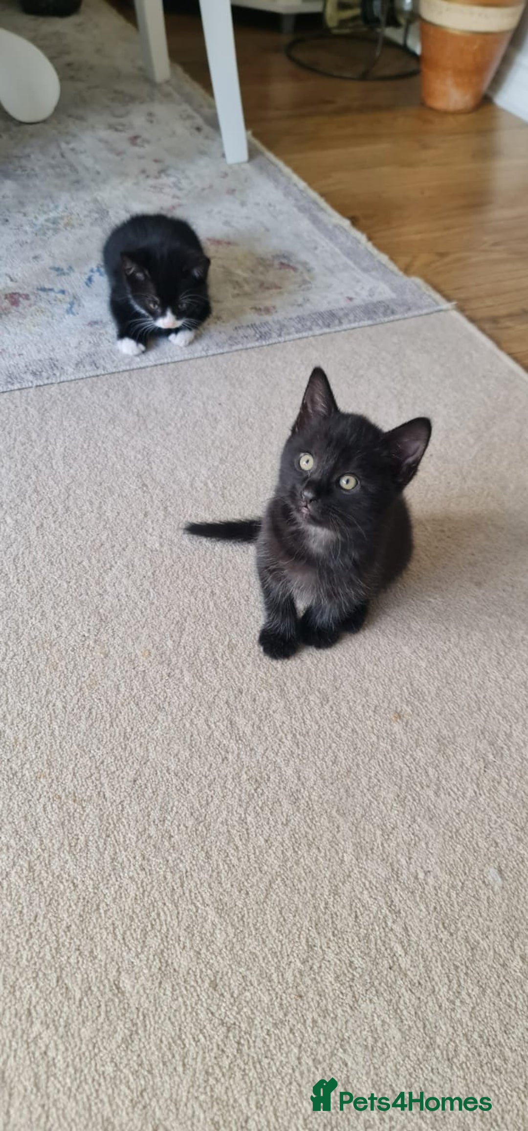 Domestic Shorthair cats for sale: Why nobody wants us? 😞😿 - Image 8