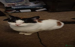 Mixed Breed cats for sale: Tofu for Adoption  - Image 1