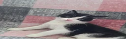 Mixed Breed cats for sale: Adorable Kittens Looking for Loving Homes  - Advert 4