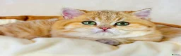 British Shorthair cats for sale: Meet Our Sweet British Shorthair Kittens in Nottingham - Advert 9