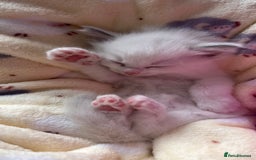 Ragdoll cats for sale: Beautiful Ragdoll kittens - Image 15