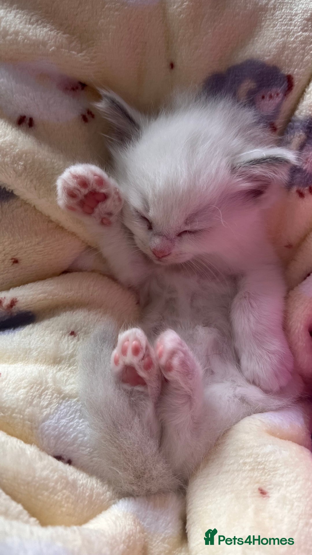 Ragdoll cats for sale: Beautiful Ragdoll kittens - Image 15