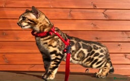 Bengal cats for sale: Stunning bengal adult male  - Image 7