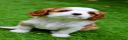 Cavalier King Charles Spaniel dogs for sale: Cavalier Boy Available - Advert 3