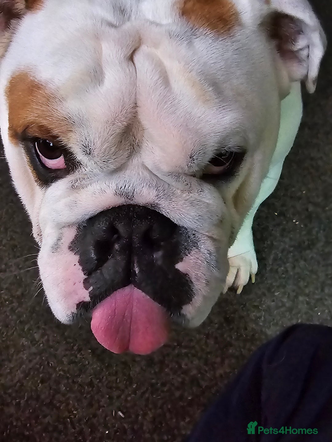 English Bulldog dogs for sale: 4 year old male english bulldog  - Advert 6