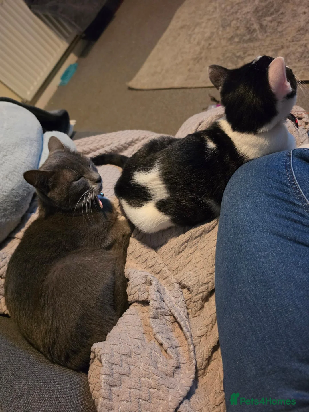 Mixed Breed cats for sale: Biscuit in Sheffield - Advert 5
