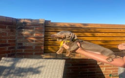 Dachshund dogs for sale: Beautiful Dachshund Puppies REDUCED  - Image 20