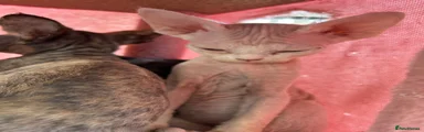 Devon Rex 2