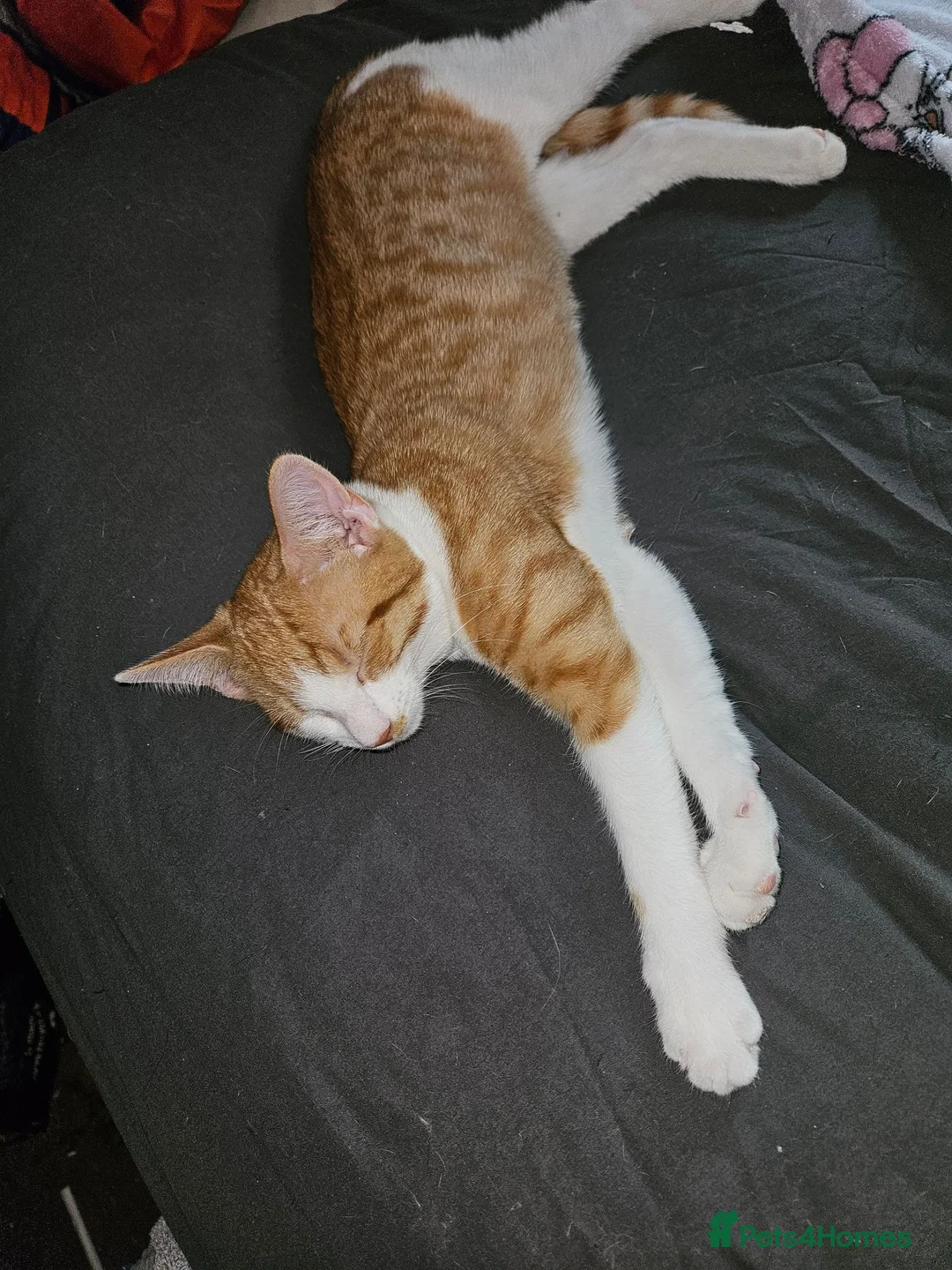 Mixed Breed cats for sale: Two Brothers in Leicester - Advert 2