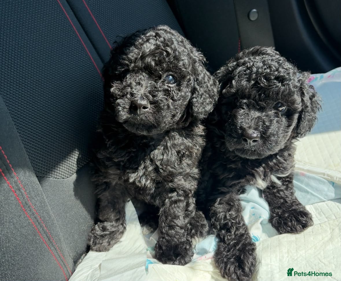 Maltipoo dogs Gorgeous maltipoo  - Advert 17