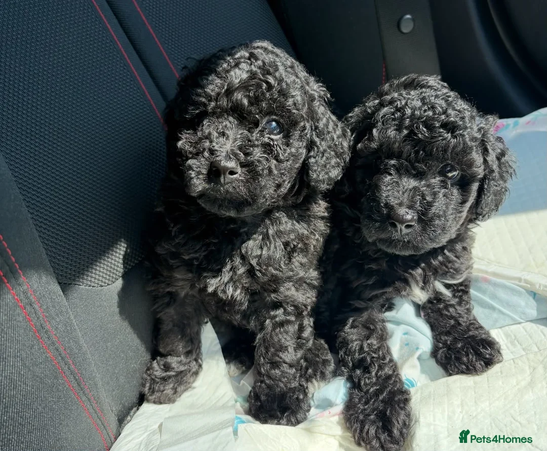 Maltipoo dogs for sale: Gorgeous maltipoo  - Advert 2