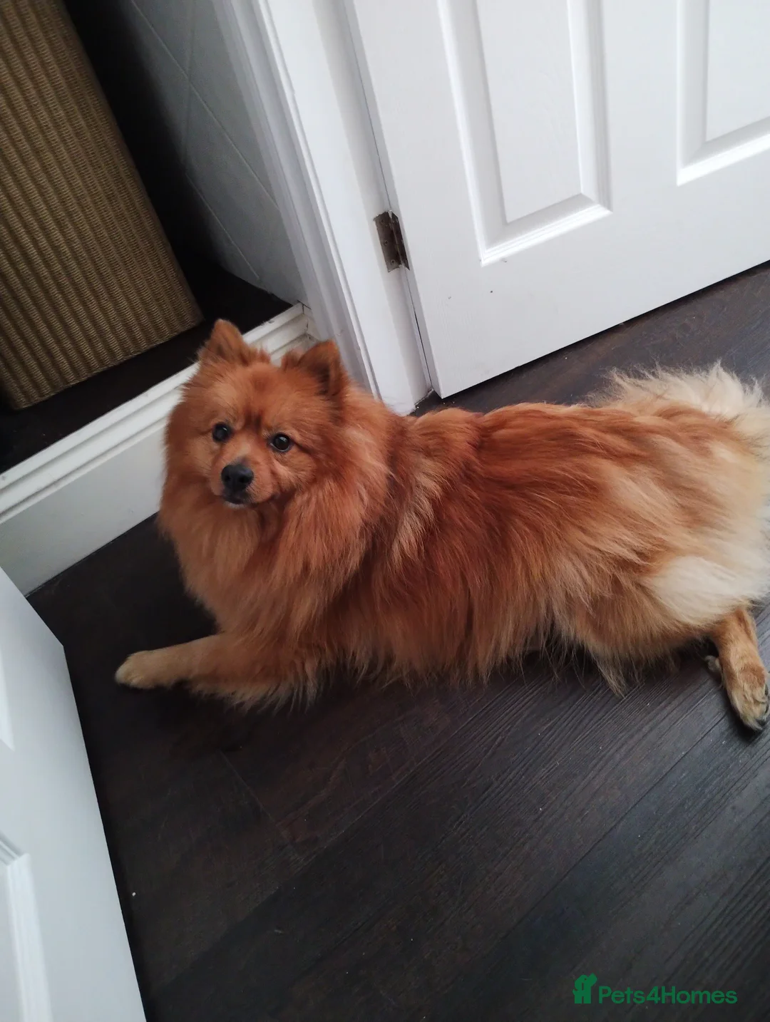German Spitz dogs for sale: Quirky 8yr old German Spitz  - Advert 2