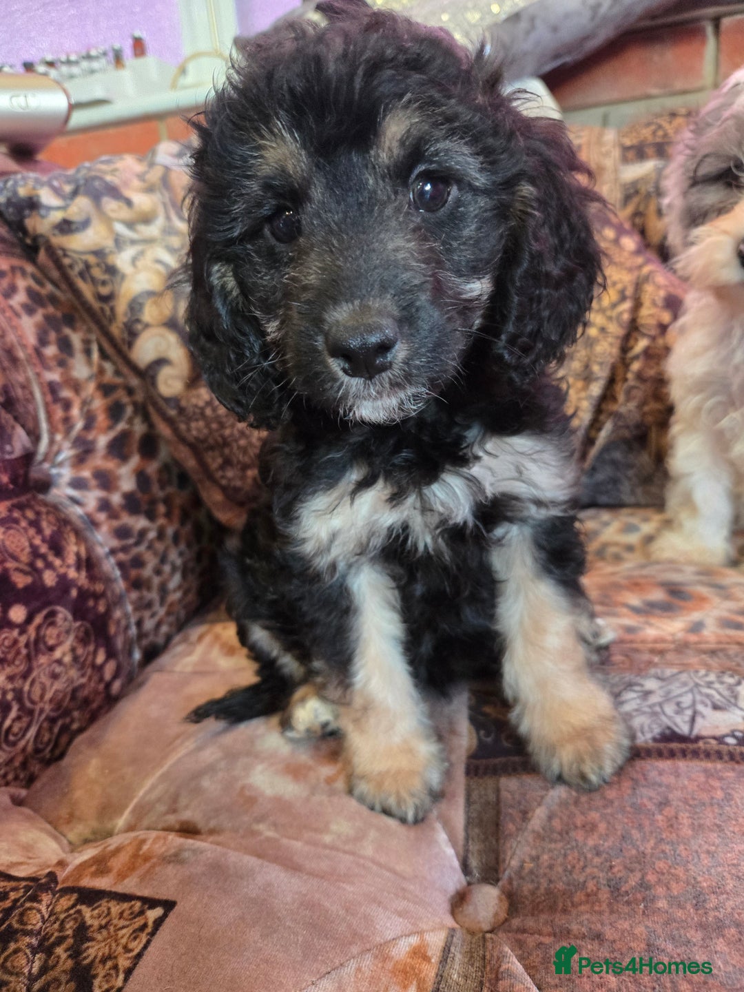Cockapoo dogs for sale: Stunning mini cockapoo dna checked puppies - Advert 7