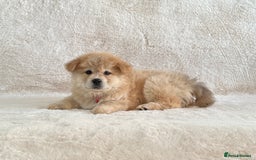 Siberian Husky dogs for sale: Stunning exotic colour chowsky puppies for sale - Image 30