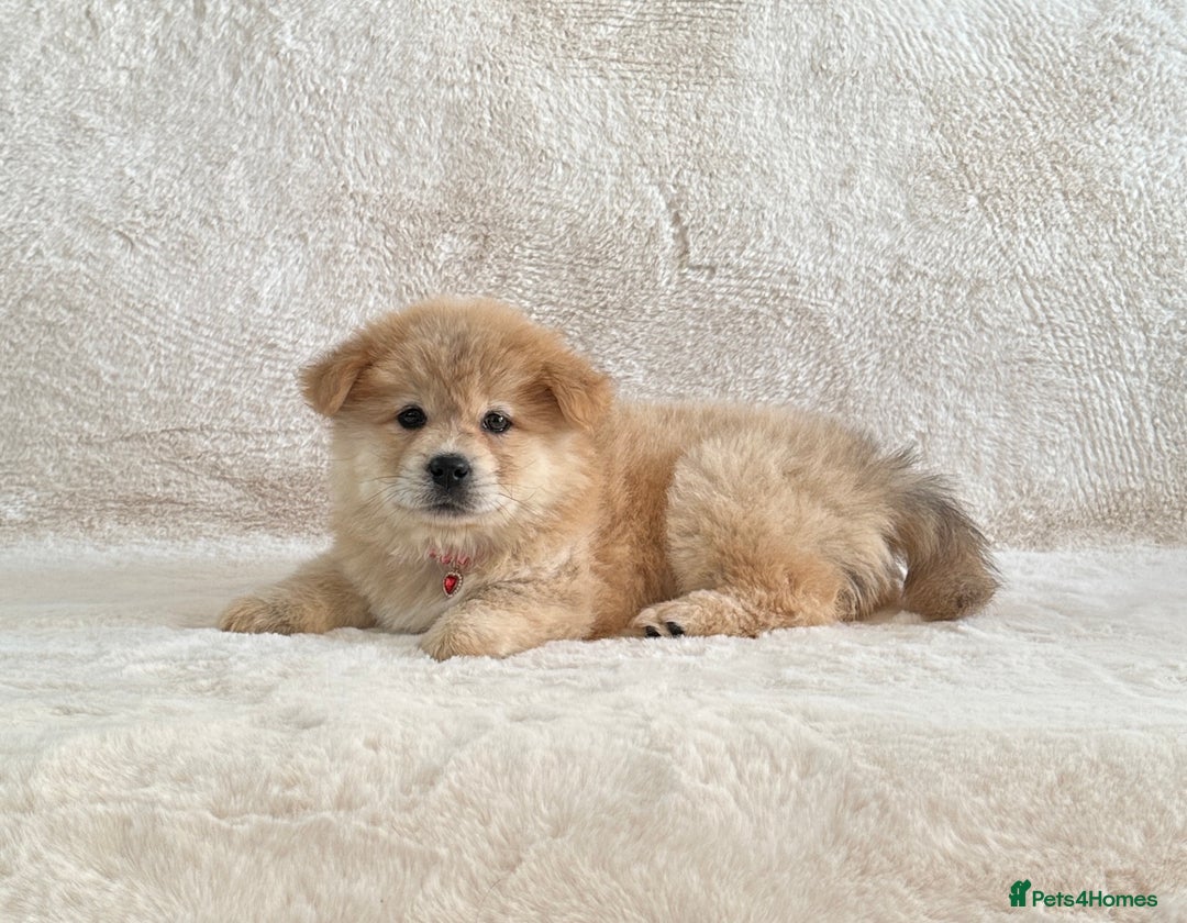 Siberian Husky dogs for sale: Stunning exotic colour chowsky puppies for sale - Image 30