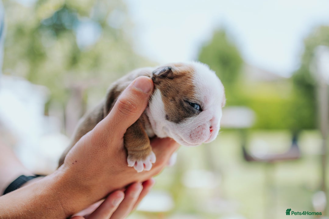 English Bulldog dogs for sale: Stunning litter of  English bulldog puppies - Image 24