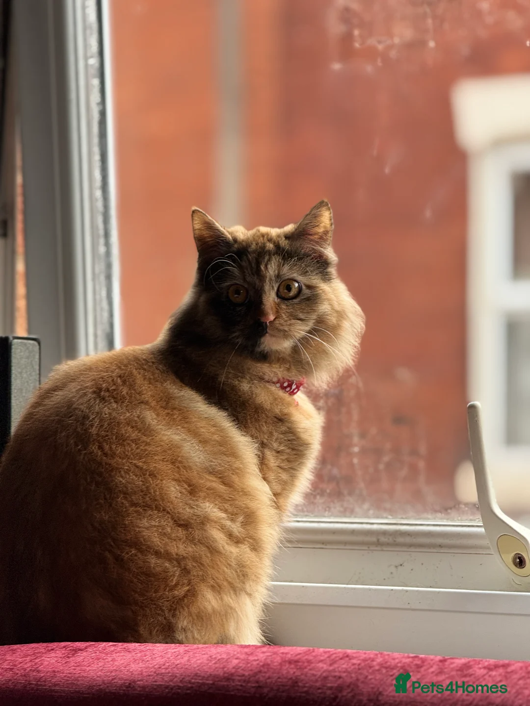 Persian cats for sale: 1 year old Females  - Advert 10