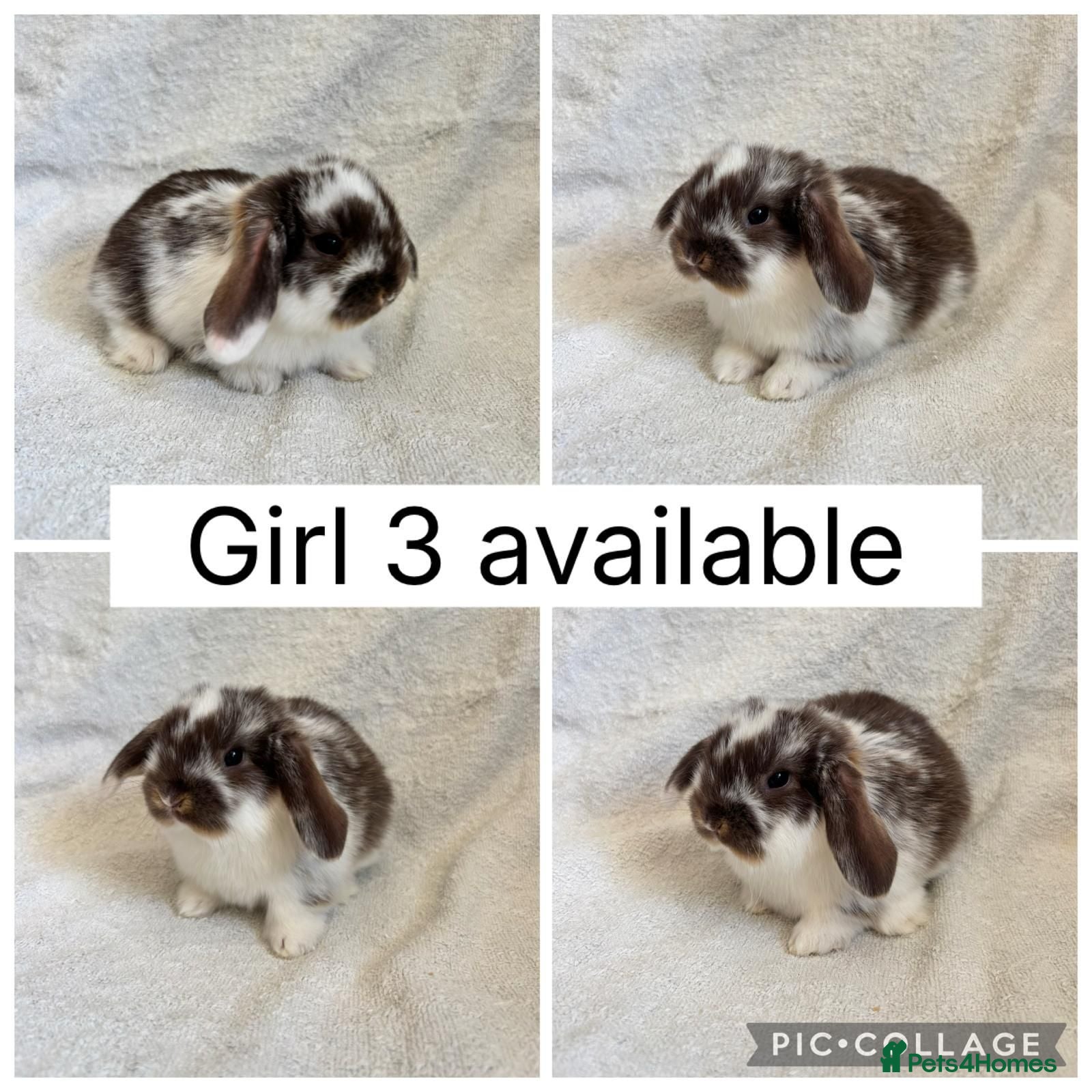 Mini Lop rabbits Beautiful baby mini lops CAN LEAVE NOW - Advert 1