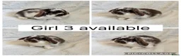 Mini Lop rabbits for sale: Beautiful baby mini lops CAN LEAVE NOW - Advert 3