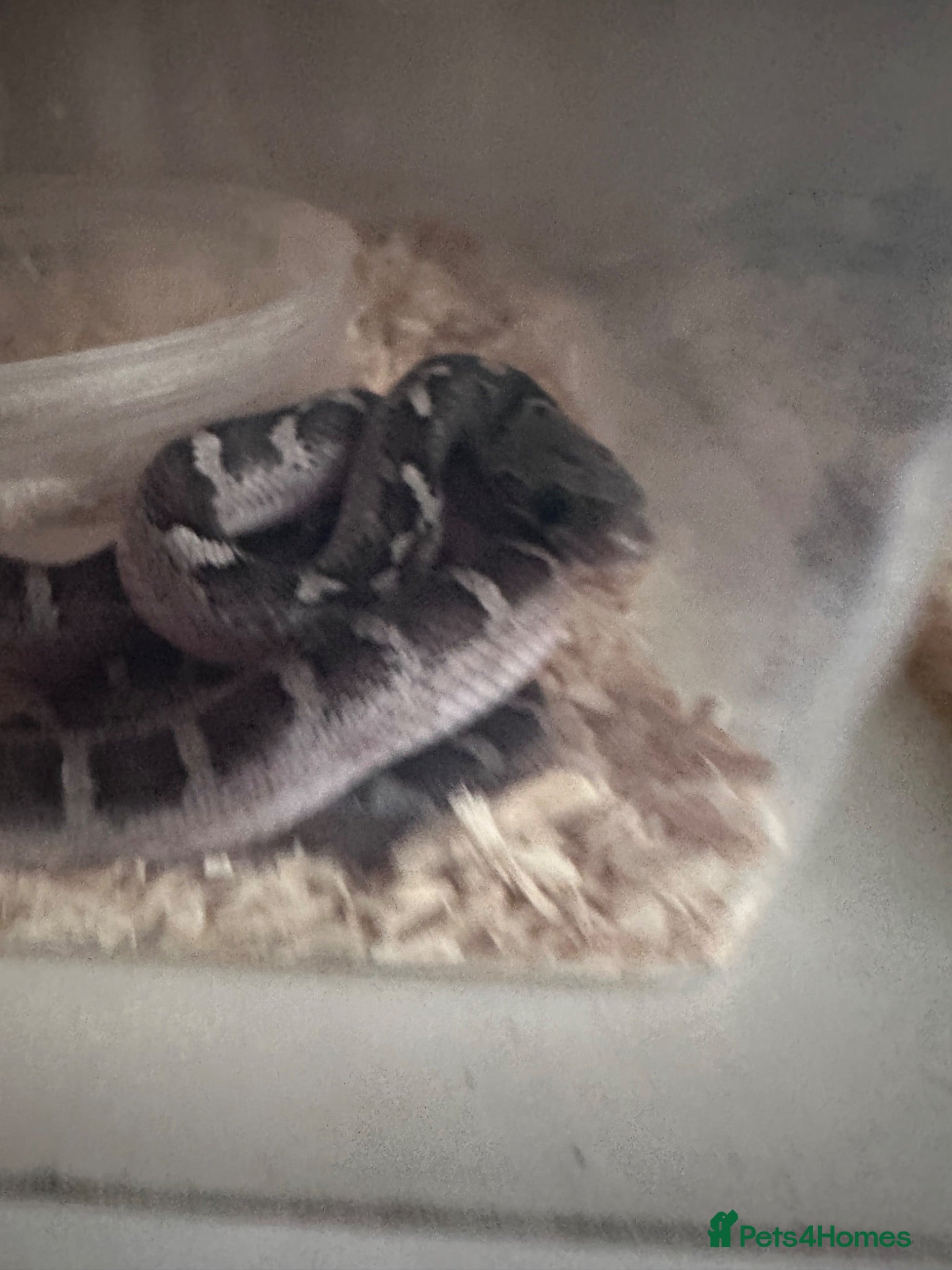 Corn Snake reptiles Corn snakes cb26 and cb25 available  - Advert 2