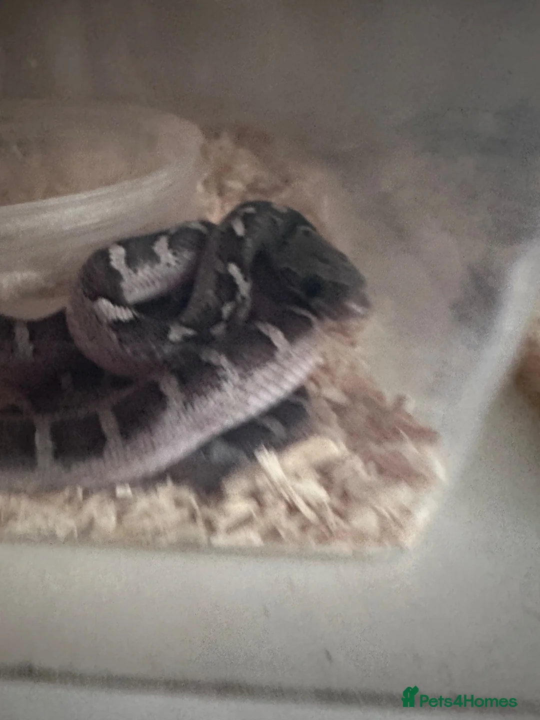 Corn Snake reptiles for sale: Corn snakes cb26 and cb25 available  - Advert 2