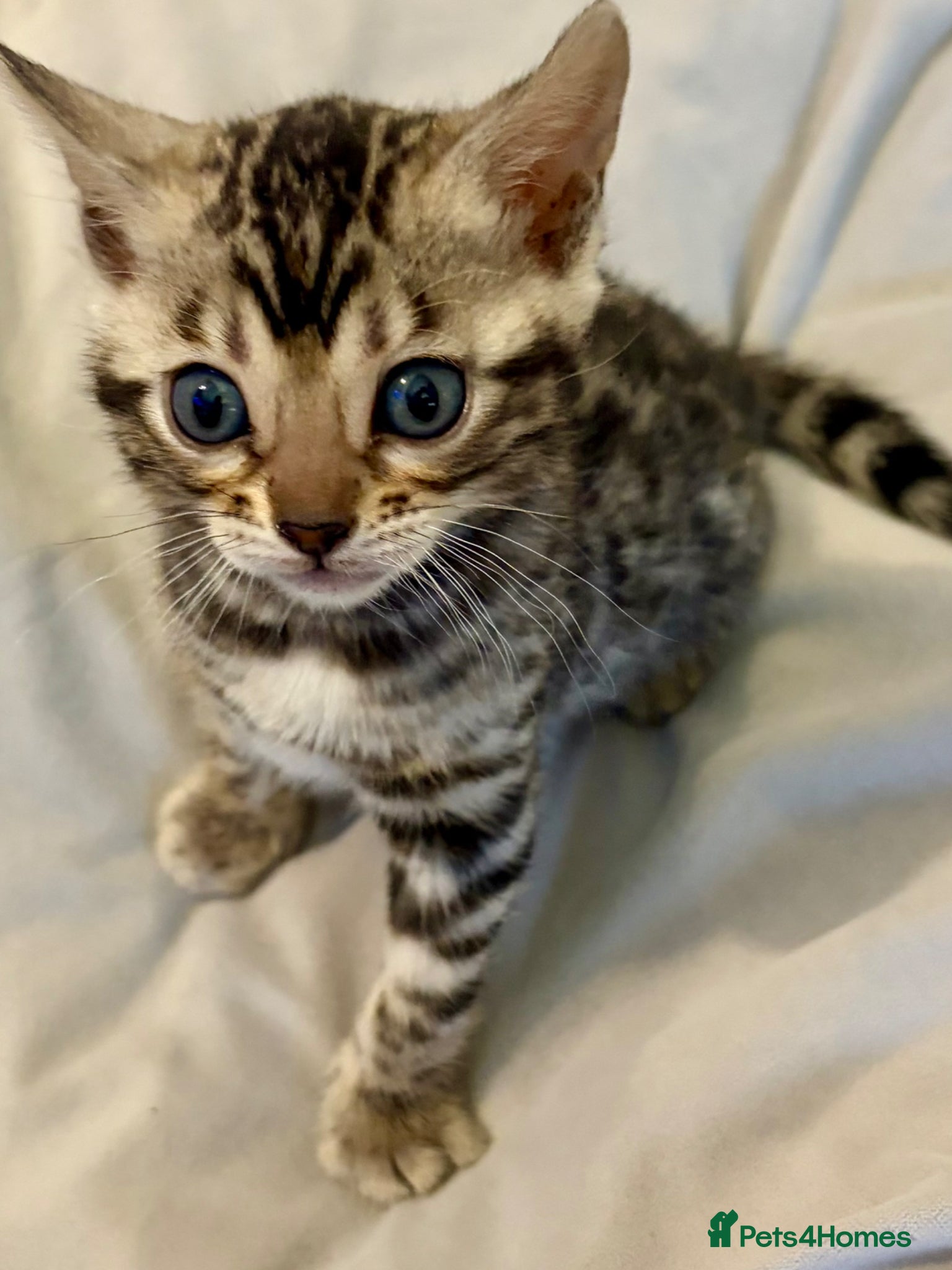 Bengal cats 4 Gorgeous Bengal Kittens ready for reservation  - Advert 1