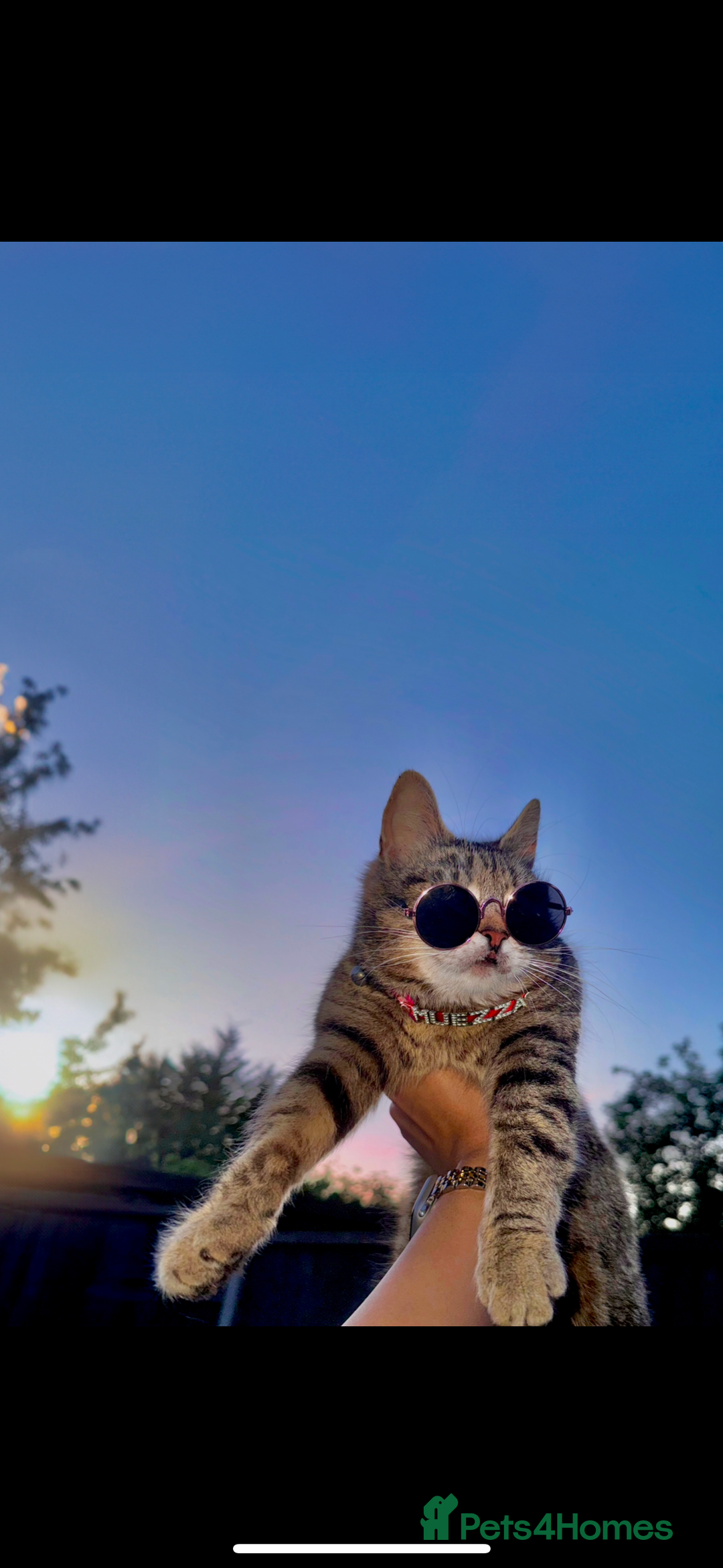 Mixed Breed cats for sale: 2 beautiful kittens left  - Advert 8