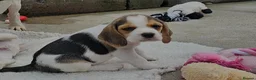Beagle dogs for sale: Little Beagle Sweetheart, Big Personalities Litter - Advert 5