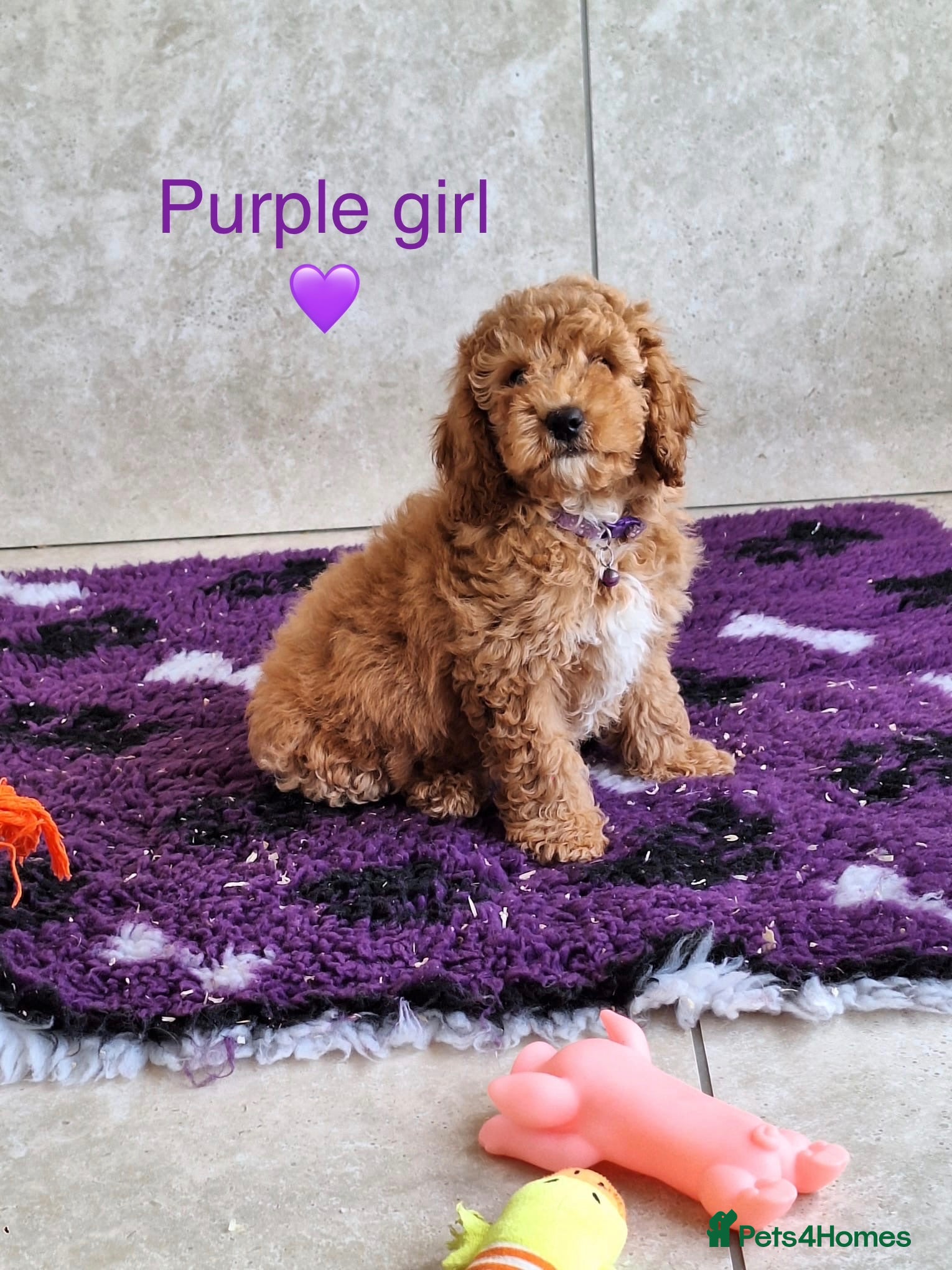 Cavapoochon dogs Beautiful Cavapoochons puppies - Advert 1
