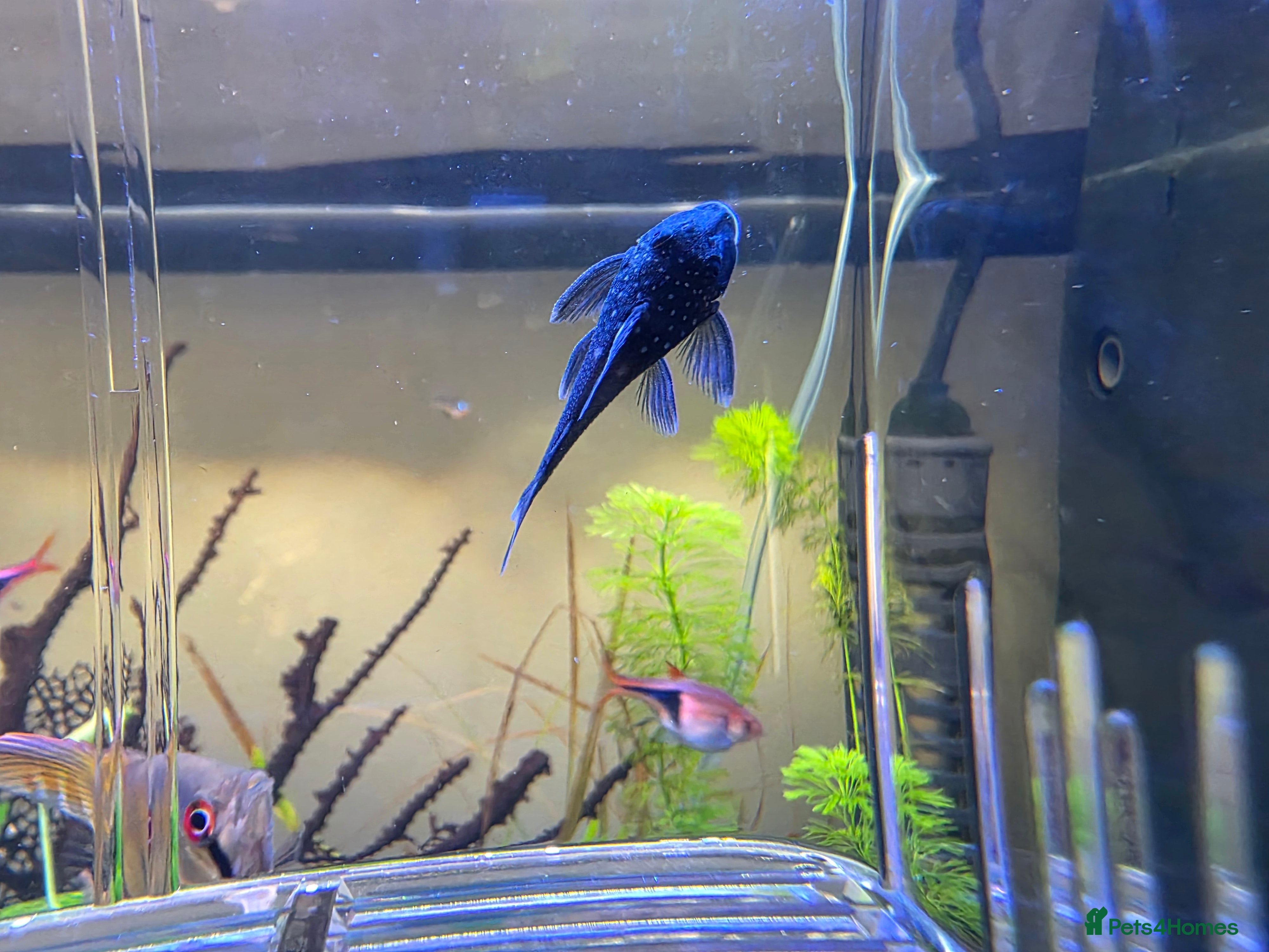 Plecos fish Blue phantom pleco  - Advert 15