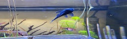 Plecos fish for sale: Blue phantom pleco  - Advert 2