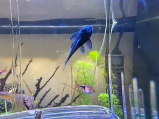 Plecos fish Blue phantom pleco - Advert 15