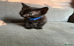 Domestic Shorthair cats for sale: Beautiful black kittens.  - Image 5